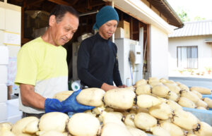 四季をまたぐ収穫期の序盤　北浦湖岸のハス田（茨城・行方）