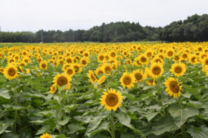 なかひまわりフェスティバル　２７日に開催（茨城・那珂）