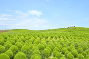 もふもふ緑コキア成長中 国営ひたち海浜公園(茨城・ひたちなか)
