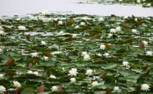 スイレン　清らかに開花（茨城・那珂）