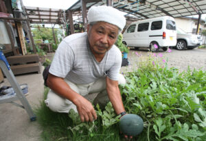 飛ばした種がたわわに　大賀さん宅の庭で（茨城・常陸大宮）