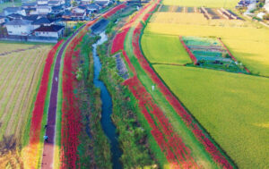 ３年ぶりにヒガンバナ鑑賞会　源氏川岸で１８日～２５日（茨城・常陸太田）