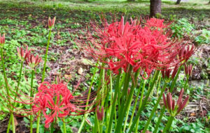 19日にヒガンバナ観察会 奥久慈茶の里公園(茨城・大子)