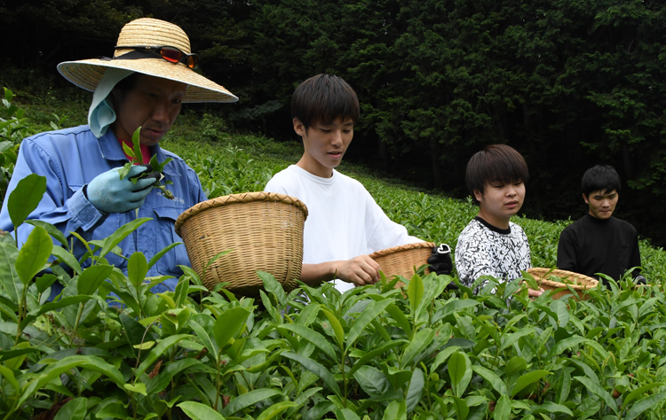紅茶の茶葉収穫　ルネサンス高校（茨城・大子）