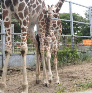 １８０㌢のキリンの赤ちゃん　かみね動物園で公開開始（茨城・日立）