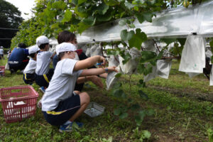 学びのぶどう畑に収穫期　常陸太田特別支援学校（茨城・常陸太田）