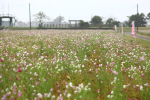 コスモス畑は摘み取り期(茨城・潮来)