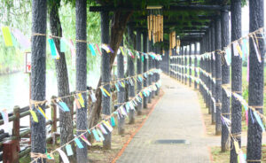 秋風にゆれるカラフル短冊 あやめ園の藤棚に4000枚(茨城・潮来)