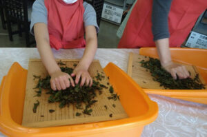 奥久慈茶で和紅茶作り体験　奥久慈茶の里公園が開催（茨城・大子）