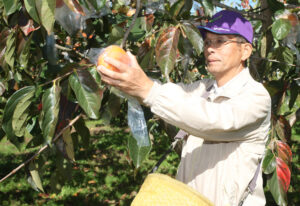 地区の宝の実りの季節　水府地区の「星霜柿」（茨城・常陸太田）