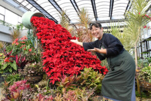ポインセチアの赤い滝（茨城・水戸）