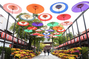 恒例 笠間の「菊まつり」 稲荷神社を中心に 23日まで(茨城・笠間)