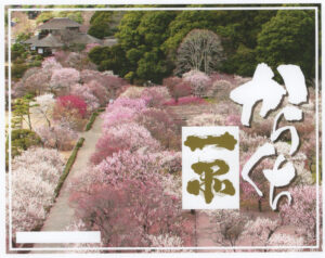 限定　一品辛口「梅ラベル」　酒蔵「吉久保酒造」（茨城・水戸）