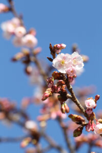 一足早く紅寒桜開花（茨城・日立）