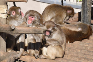 十サル十色 冬のニホンザル舎 かみね動物園(日立)