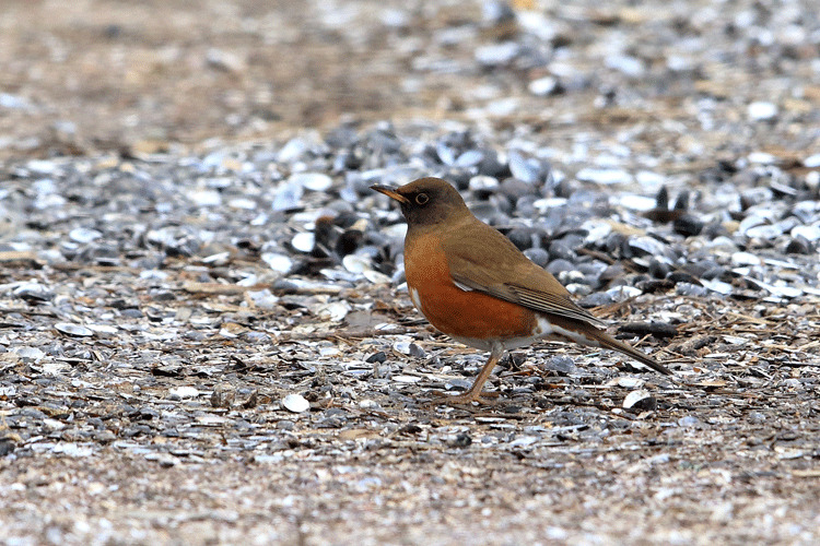 アカハラの写真