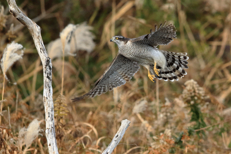 オオタカの写真