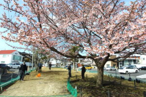 満開近し 紅寒桜　かみね公園ほか（茨城・日立市）