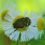 企画展 植物などの「いのちの色」　県自然博物館（茨城・坂東市）で１８日～