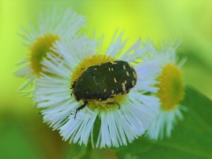 企画展 植物などの「いのちの色」　県自然博物館（茨城・坂東市）で１８日～