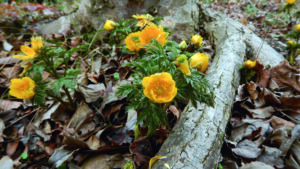 企画展「早春の植物」 筑波実験植物園で3月21日まで(茨城・つくば市)