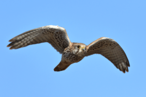12・19日涸沼で「野鳥観察会」 身近な“大自然”に触れよう(茨城・鉾田)