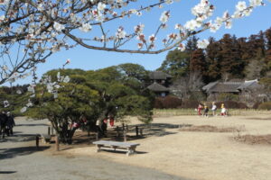 観梅 もっと楽しく　偕楽園（茨城・水戸市）