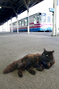 駅猫おさむの写真展　トモア（茨城・笠間市）