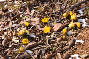 愛される春告げ花 福寿草園(茨城・北茨城)