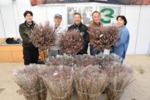 節句彩るピンク色 奥久慈枝物部会(茨城・常陸大宮)