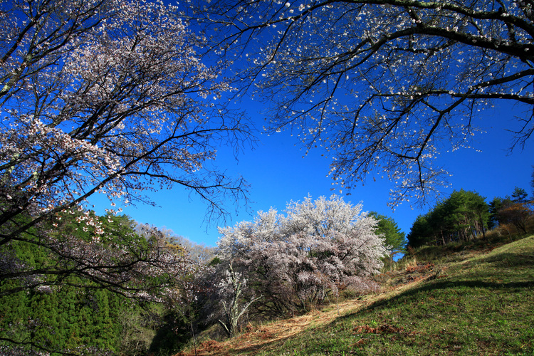 3５0本の晴れ舞台　沓掛峠の山桜を守る会（茨城・大子町）