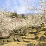 梅と筑波石の共演（茨城・水戸市）