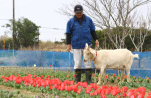 ヤギの公園にチューリップの季節  夢のひろば須田(神栖)