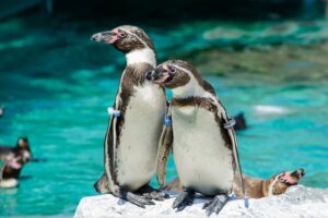 21日オープン 改装で動物たちをもっと間近に アクアワールド・大洗(茨城・大洗町)