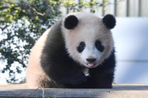 パンダの写真100点　１３日～シビックセンターに展示　誘致推進会議主催（茨城・日立市）