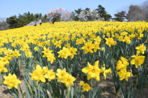 早咲きスイセンが見頃 国営ひたち海浜公園(茨城・ひたちなか市)