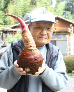 ビッグサトイモ収穫（茨城・常陸大宮市）