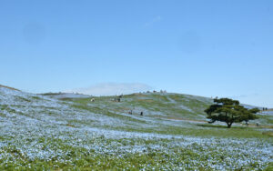 茨城が誇る絶景　国営ひたち海浜公園で間もなく見頃（茨城・ひたちなか市）