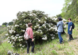 寺名物のシャクナゲ 開花 鳳台院(茨城・笠間市)