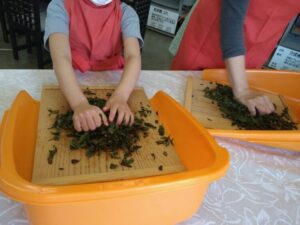 GWは奥久慈茶で和紅茶作りを  奥久慈茶の里公園が開催 参加者募集中(茨城・大子町)