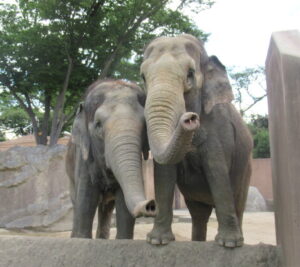ゴールデンウイーク特別ガイド　５月３～６日にかみね動物園で（茨城・日立市）