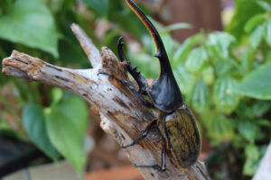 「県植物園春まつり」　５月３～７日に県植物園で（茨城・那珂市）