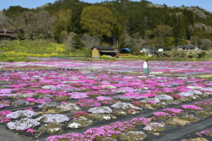 地域で咲かせた「芝桜のさと」 小舟の遊休地(茨城・常陸大宮市)