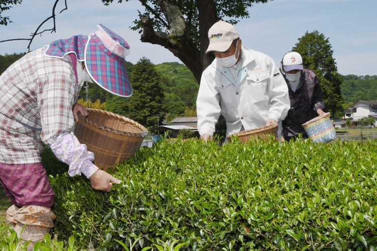 光圀由来の茶葉「初音茶」を収穫　古内茶の農家ら（茨城・城里町）