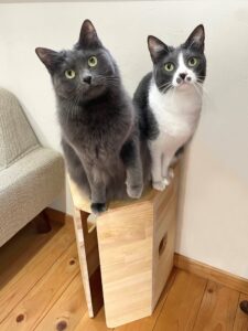 匠が手がけた猫グッズ　木製猫トンネル「そらトンネル匠」 （茨城・ひたちなか市）