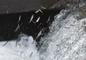 那珂川に稚アユのきらめき　小場江堰（茨城・常陸大宮市）