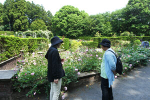 七ツ洞公園でバラ見頃(茨城・水戸市)
