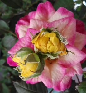 バラからバラが咲く　ガーデニングのベテランも驚いた（茨城・日立市）