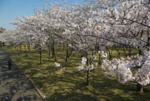 神之池緑地の桜守募集 今月から全4回のワークショップ(茨城・神栖市)