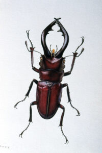 昆虫画家遺作展 「なつやすみ虫ずかん」　７月６日からノブズギャラリー（茨城・笠間市）